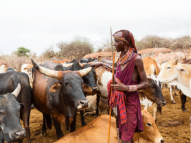 Cattle grazing with Maasai warriors